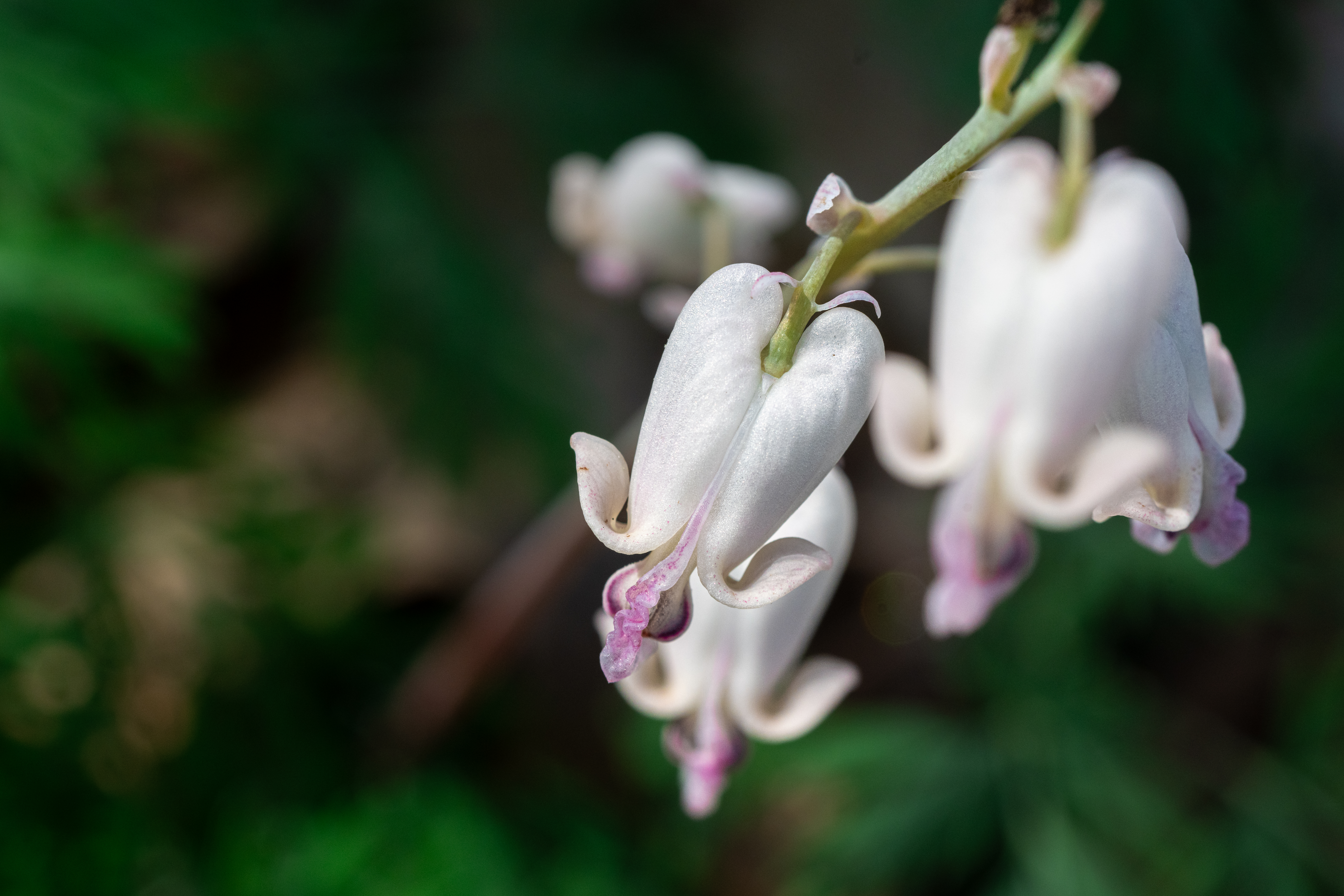 JTX_-401-Squirrel-Corn.jpg JTX_-401-Squirrel-Corn.jpg