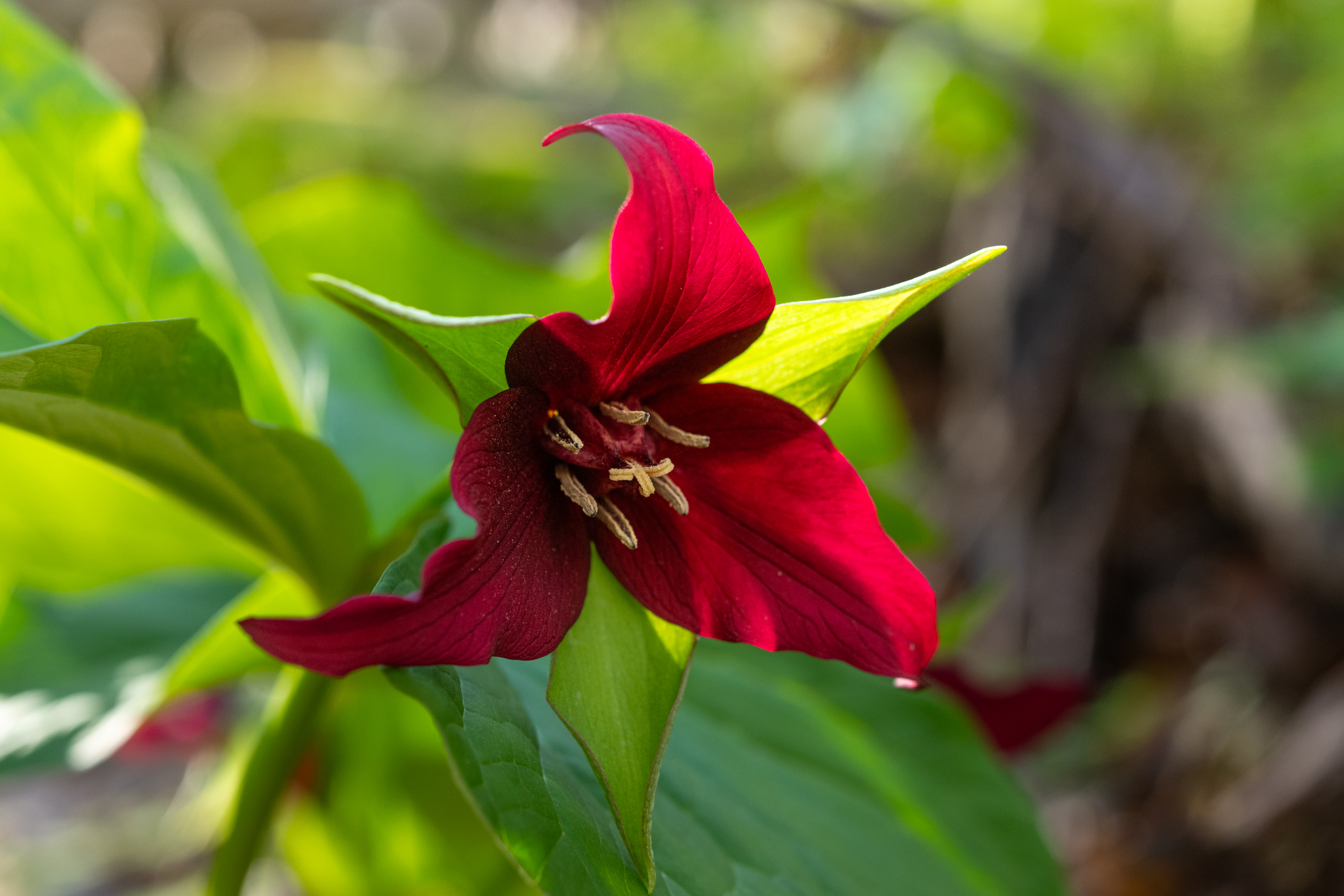 JTX_-409-Red-Trillium.jpg JTX_-409-Red-Trillium.jpg