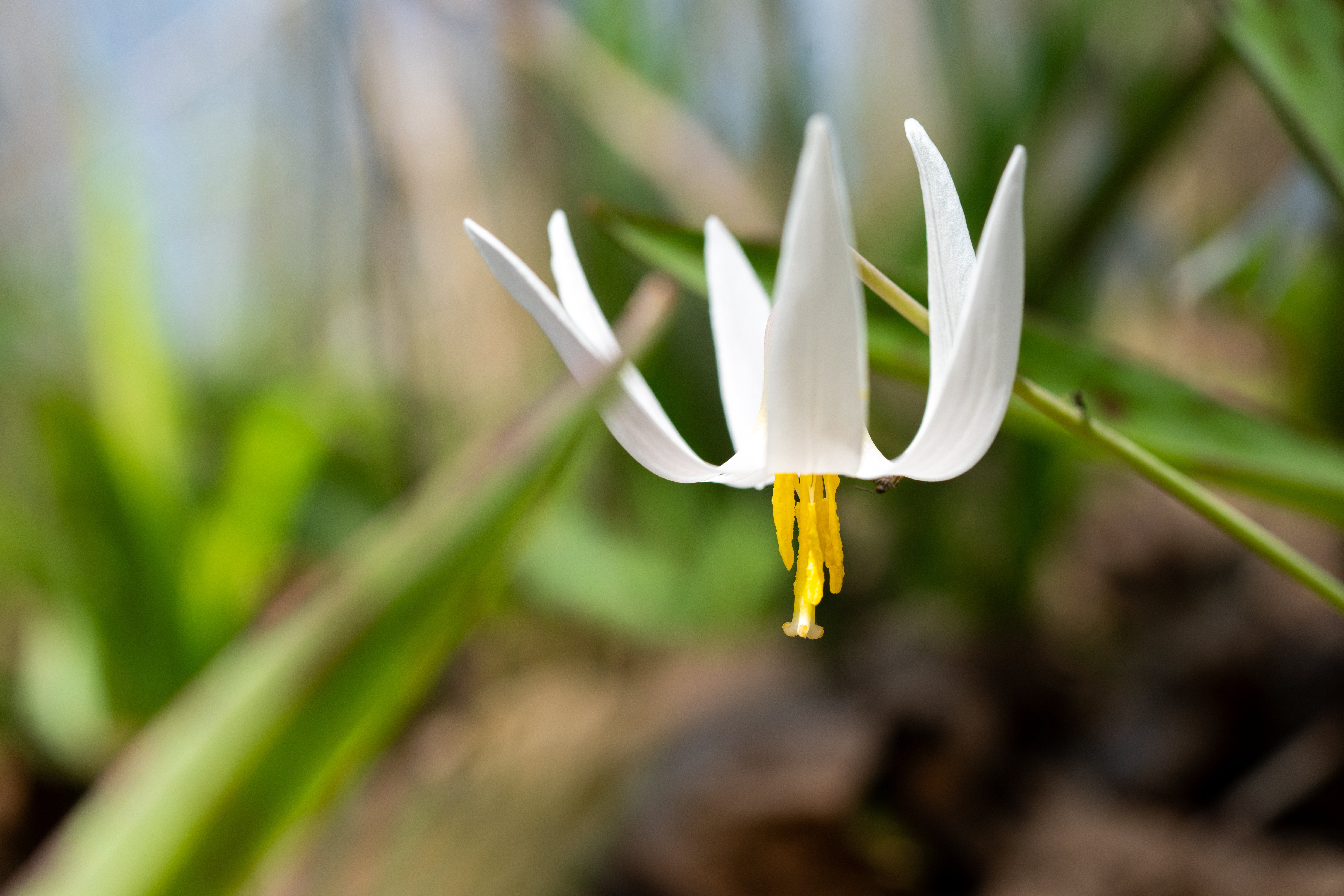 trout-lily.jpg trout-lily.jpg