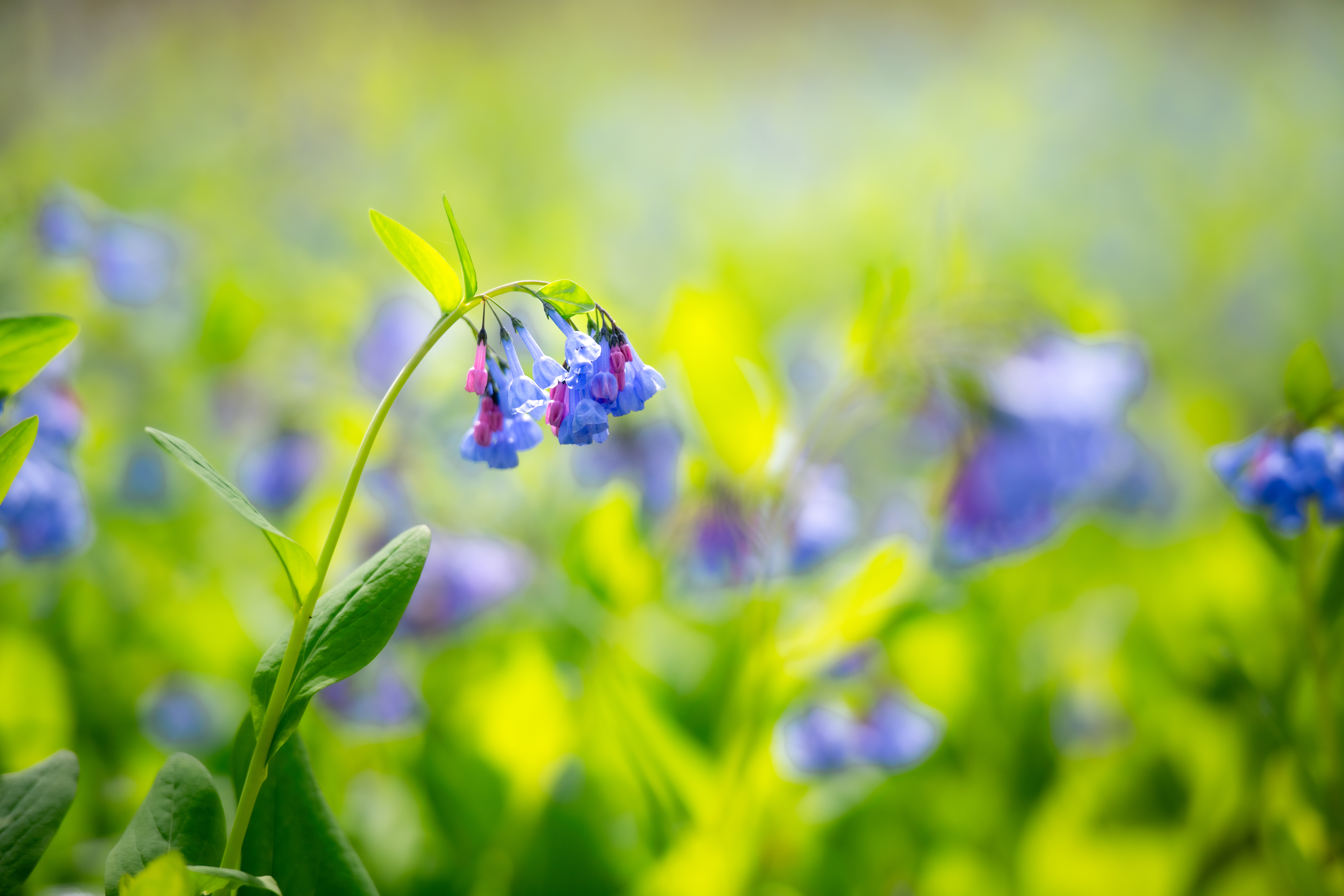 bluebells.jpg bluebells.jpg