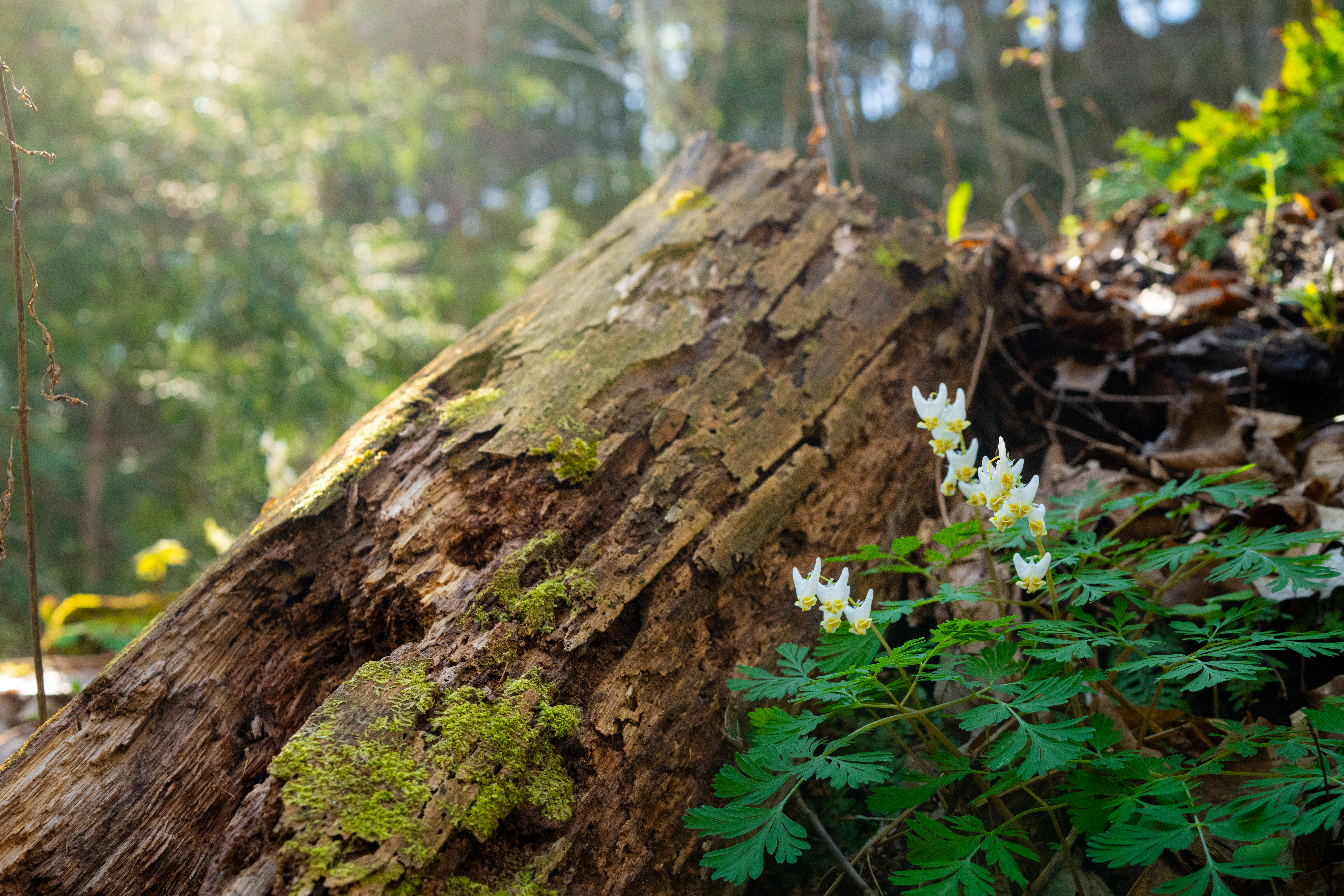 JTX_-419-Dutchman-s-Breeches.jpg JTX_-419-Dutchman-s-Breeches.jpg