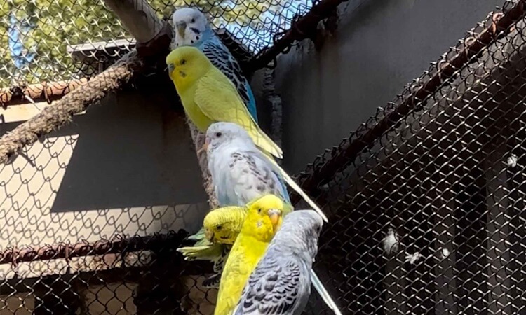 White and yellow birds