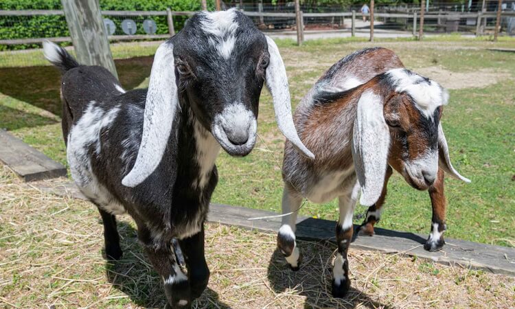 Two goats standing next to each other