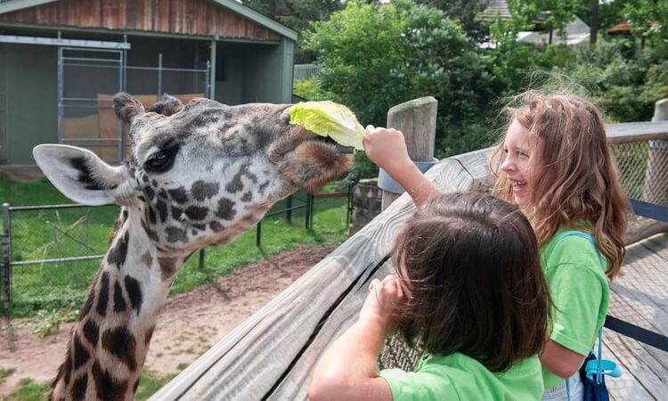 Two kids feeding a giraffe