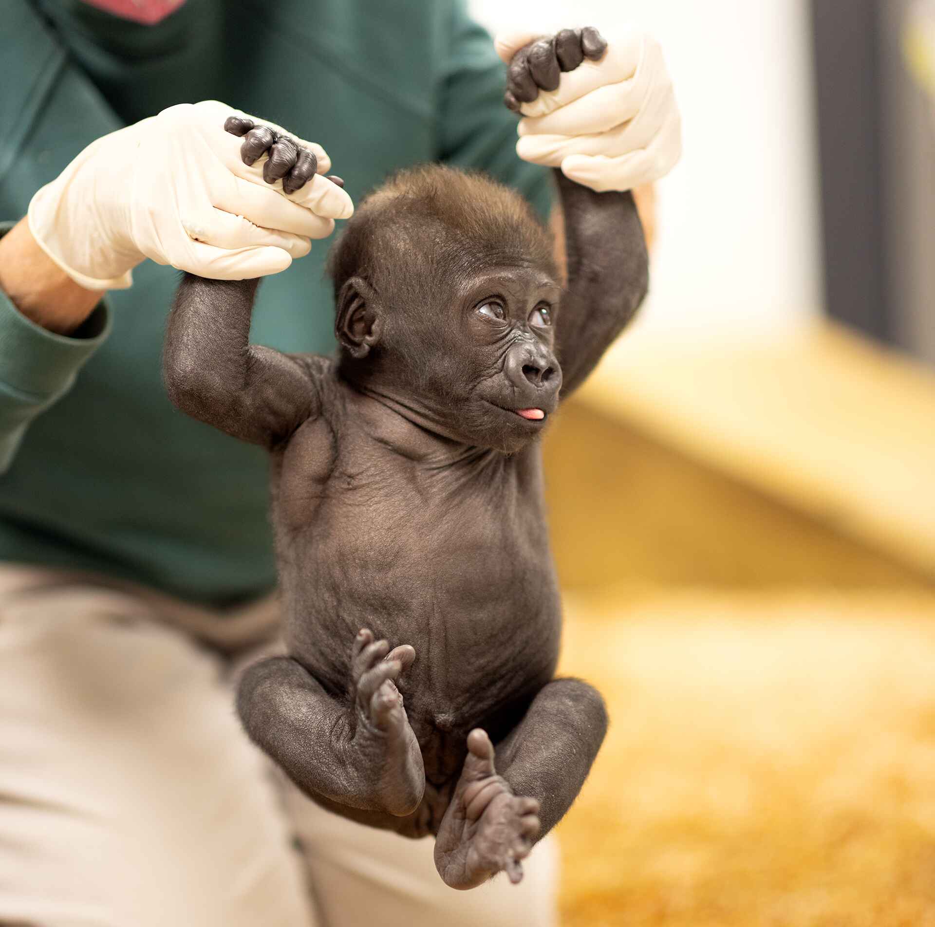 A baby gorilla