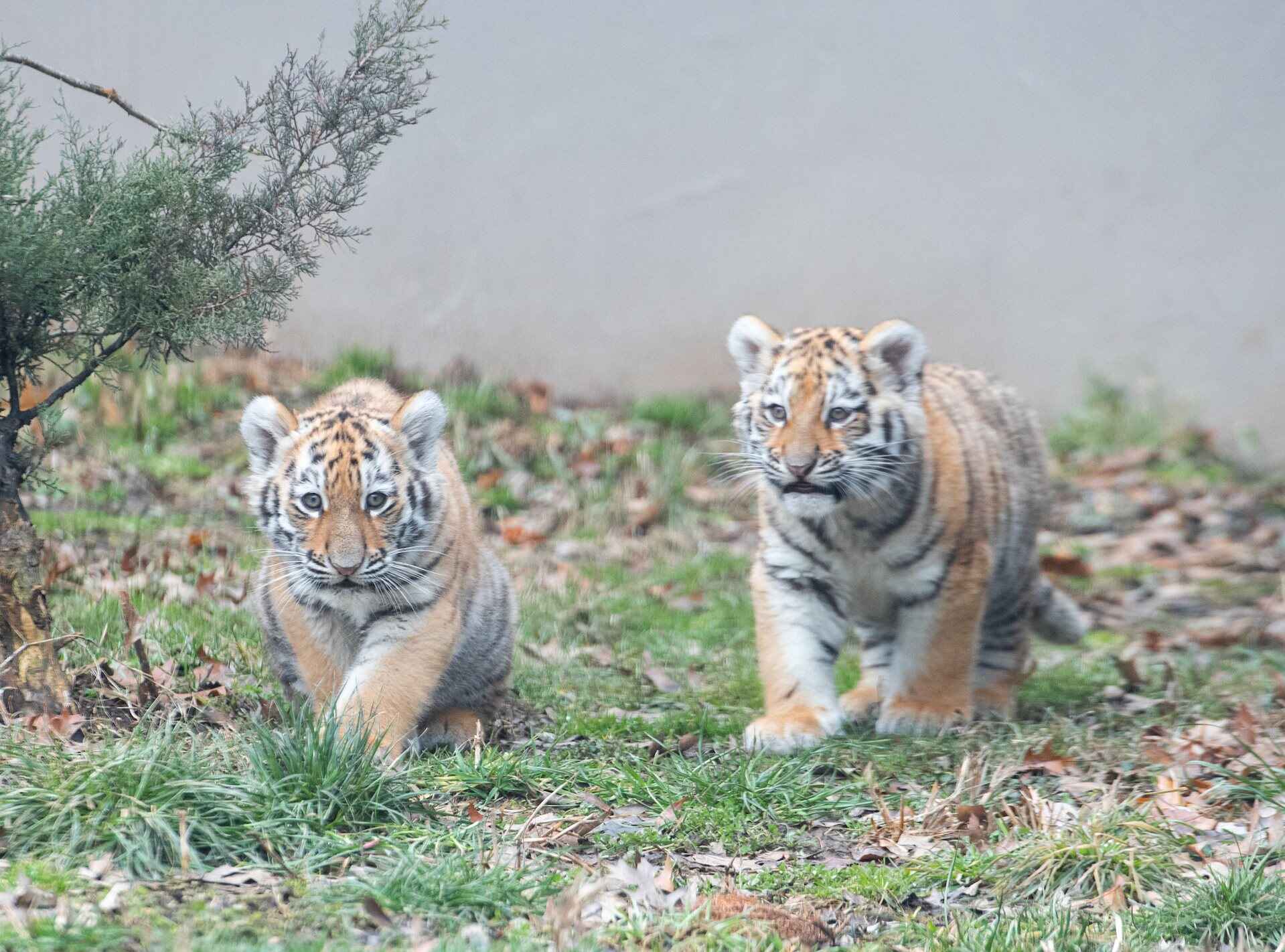 Help name the cubs and support wildlife conservation starting today