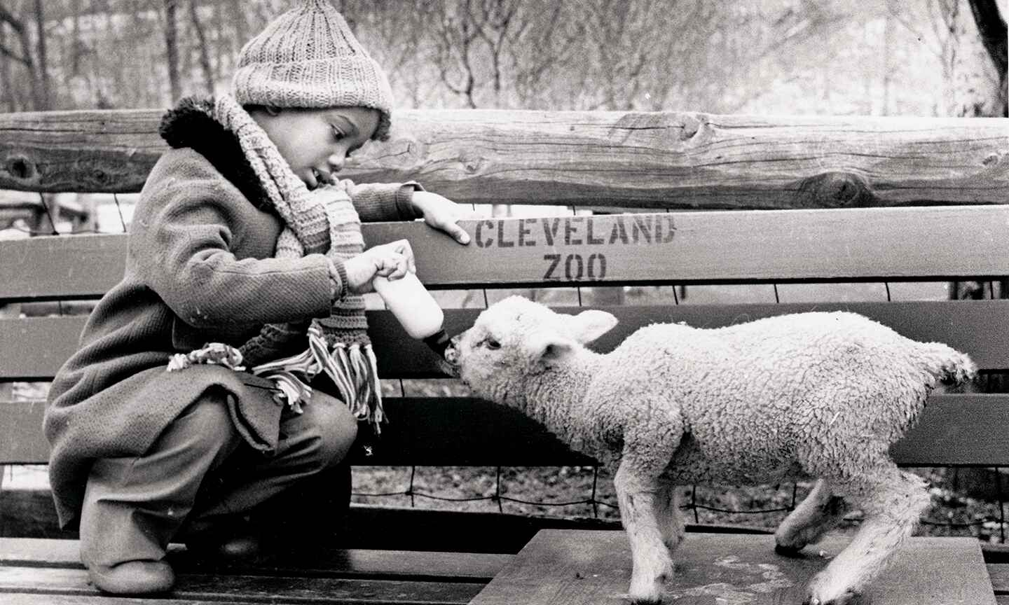 A child in the olden days feeding a lamb at the cleveland zoo on a bench