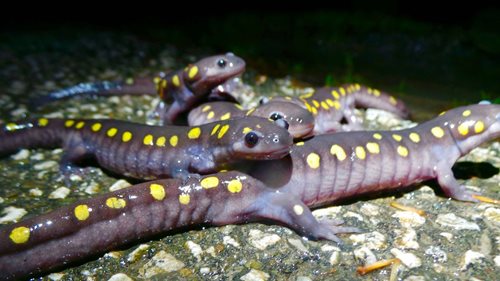 Lizards crawling around at night