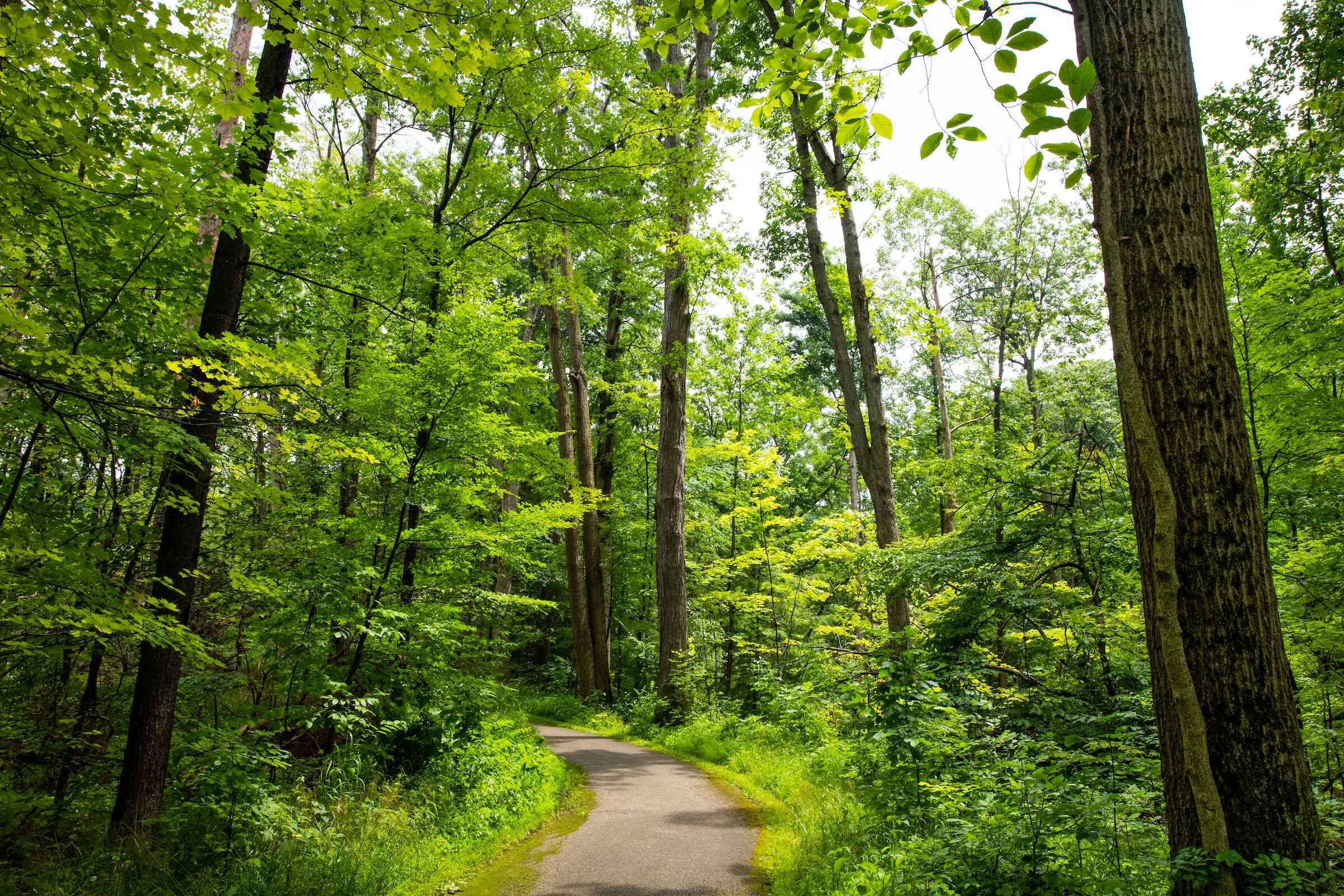 A picturesque paved pathway cutting through a verdant forest, inviting exploration amidst towering trees and natural beauty.