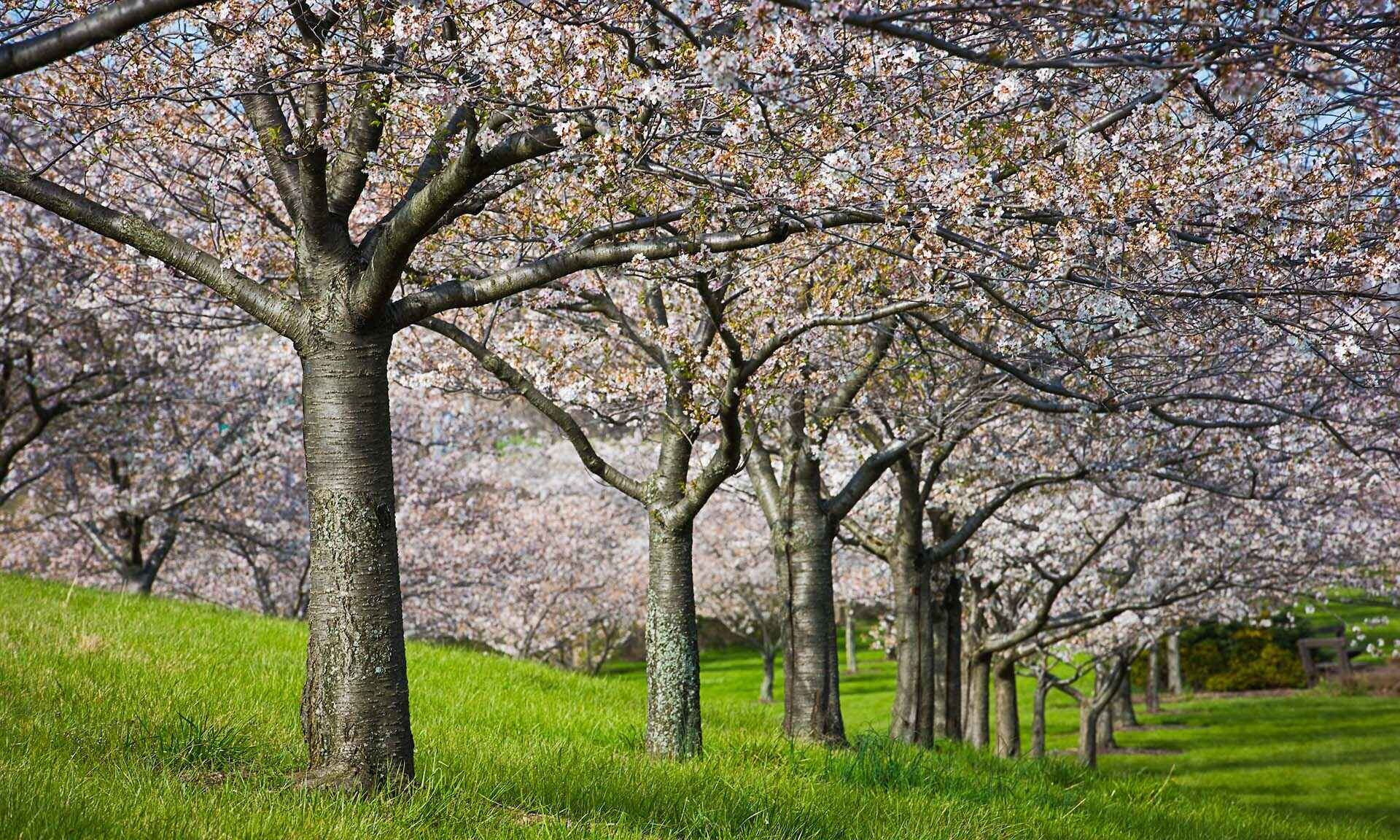 A row of trees with colorful leaves