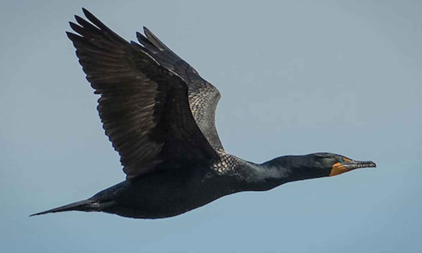 A black bird soaring gracefully through a clear blue sky, wings outstretched against the backdrop of clouds.