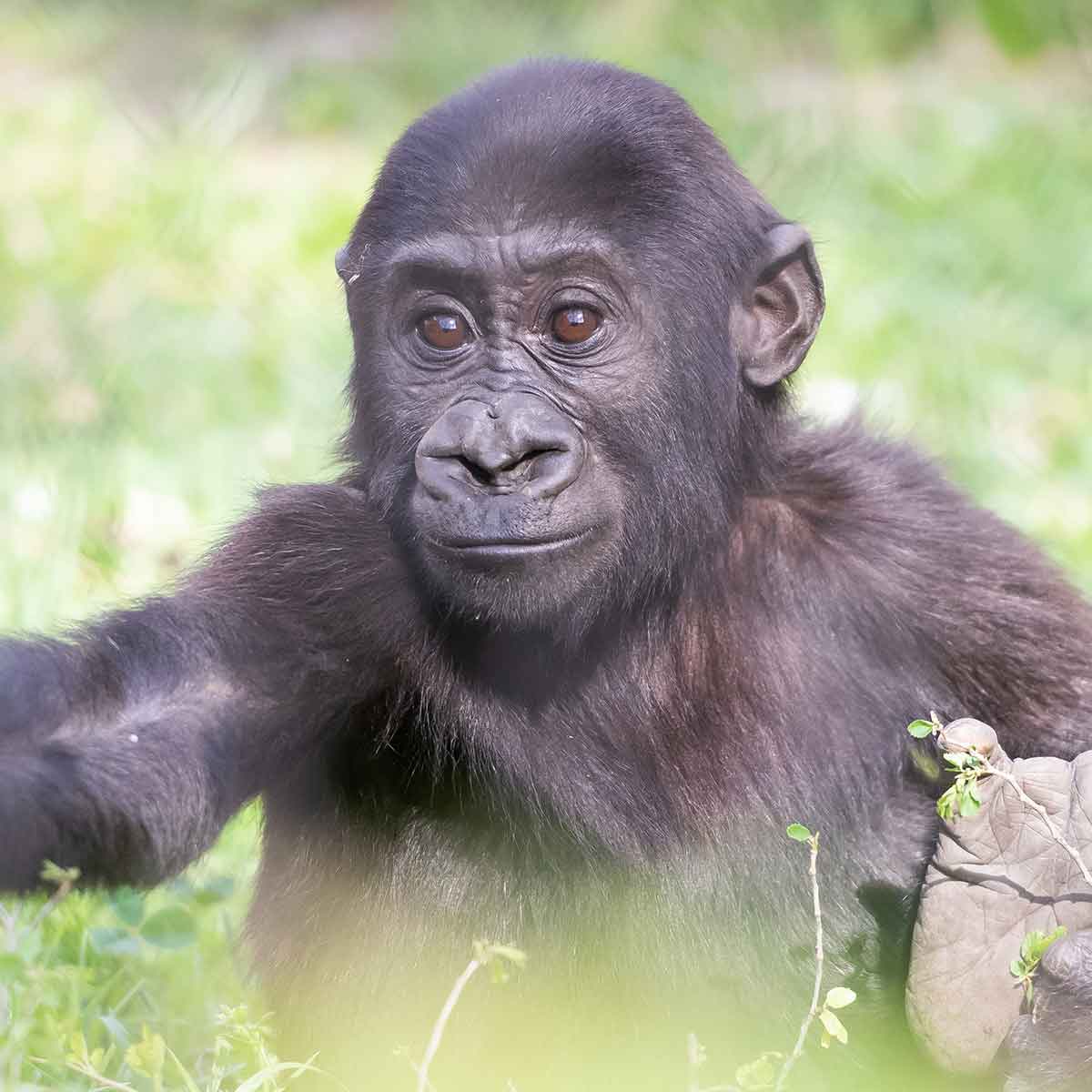 Gorilla Kayembe