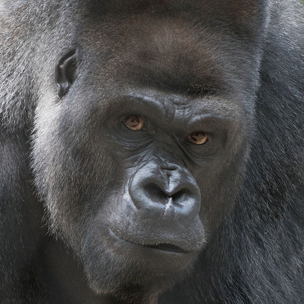 Gorilla Mokolo