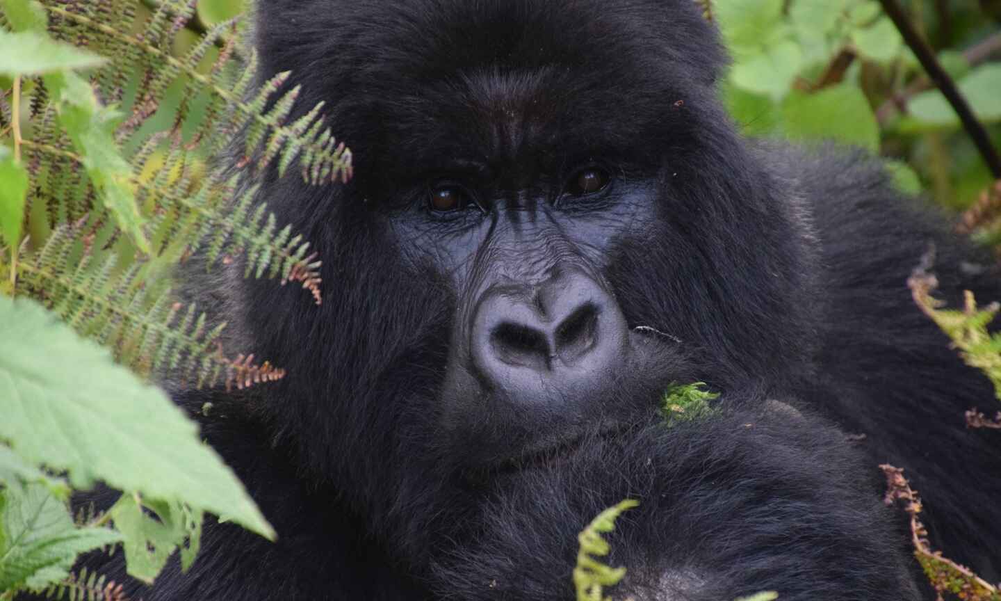 A black gorilla sitting amongst leaves