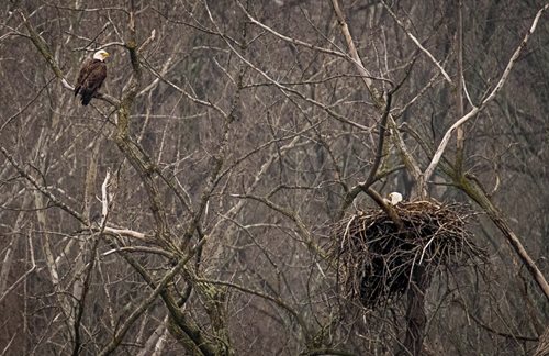 Hawk flying into nest 