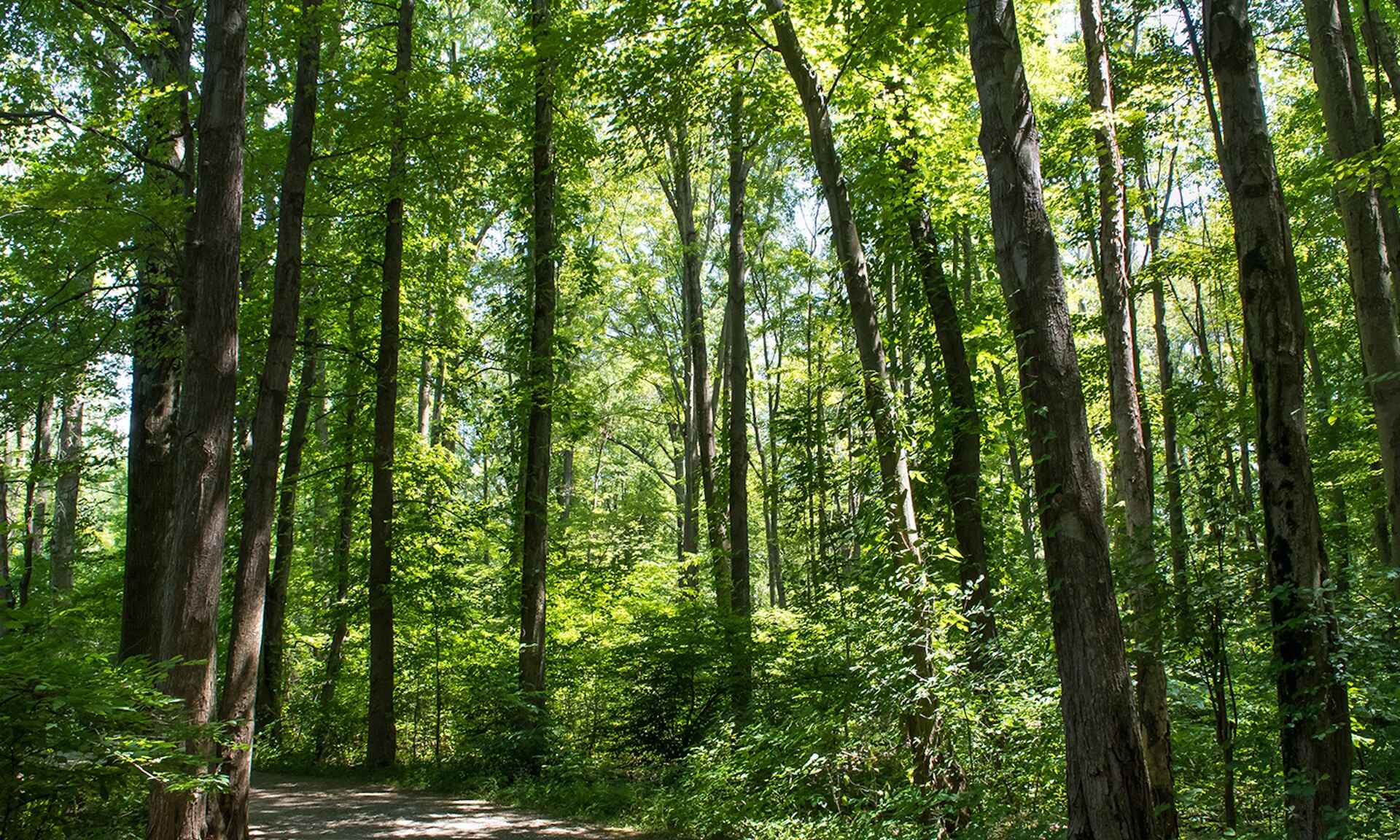 there is a bench in the middle of a forest with lots of trees, a matte painting inspired by George Herbert Baker, featured on unsplash, hudson river school