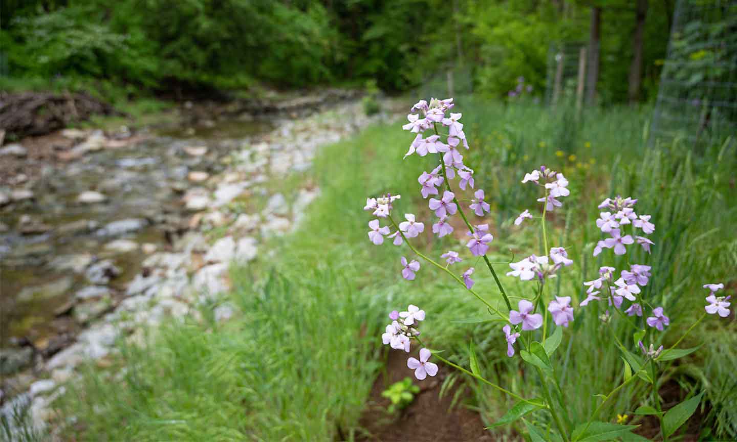 Purple flowers bloom vibrantly along the banks of a serene stream, enhancing the natural beauty of the landscape.