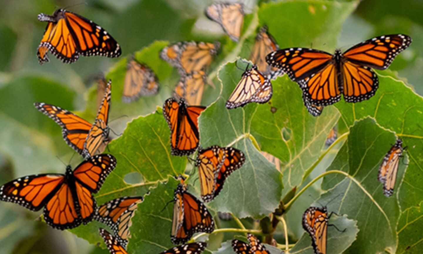 Monarchs butterflies