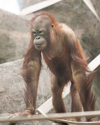 Orangutan Merah