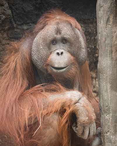 Orangutan Tiram