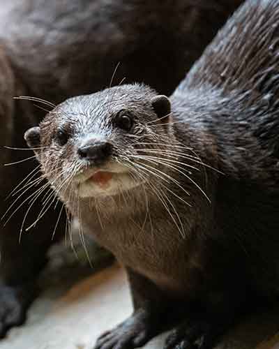 Otter Bitzy