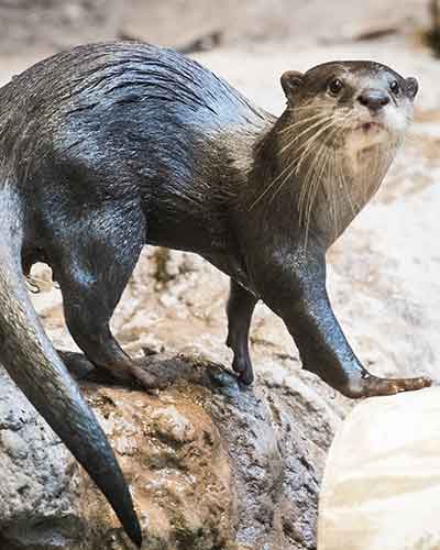 Otter Kibble