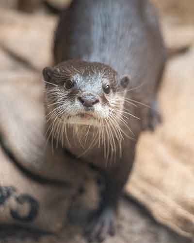 Otter Munti