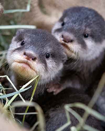 Otters Budiwati and Bagus