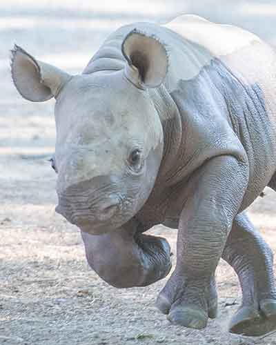 Rhino Dalia