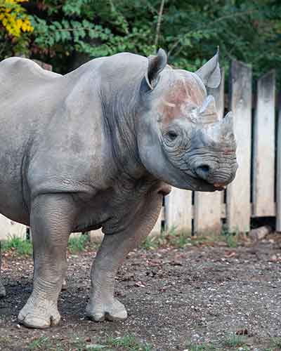 Rhino Inge