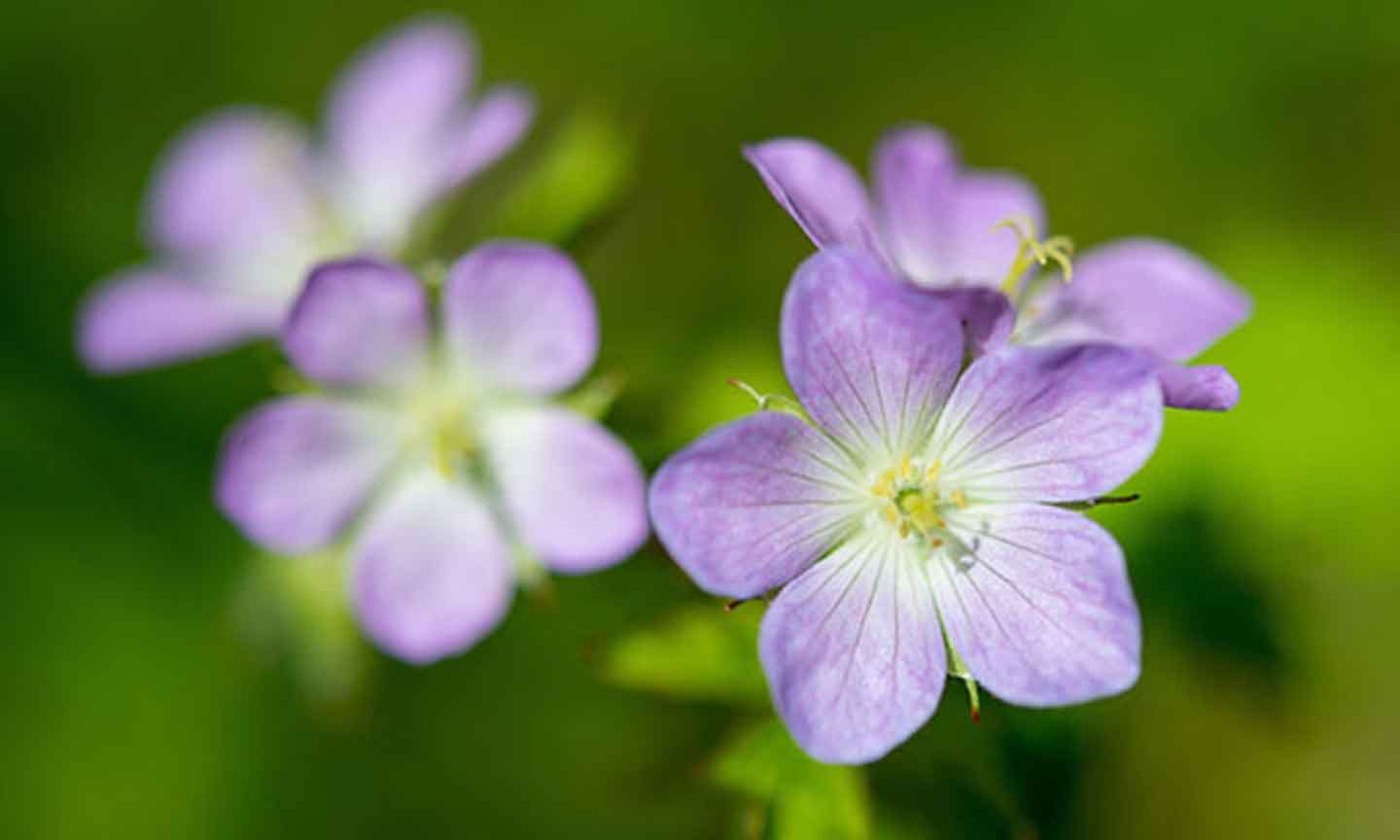 purple flowers  