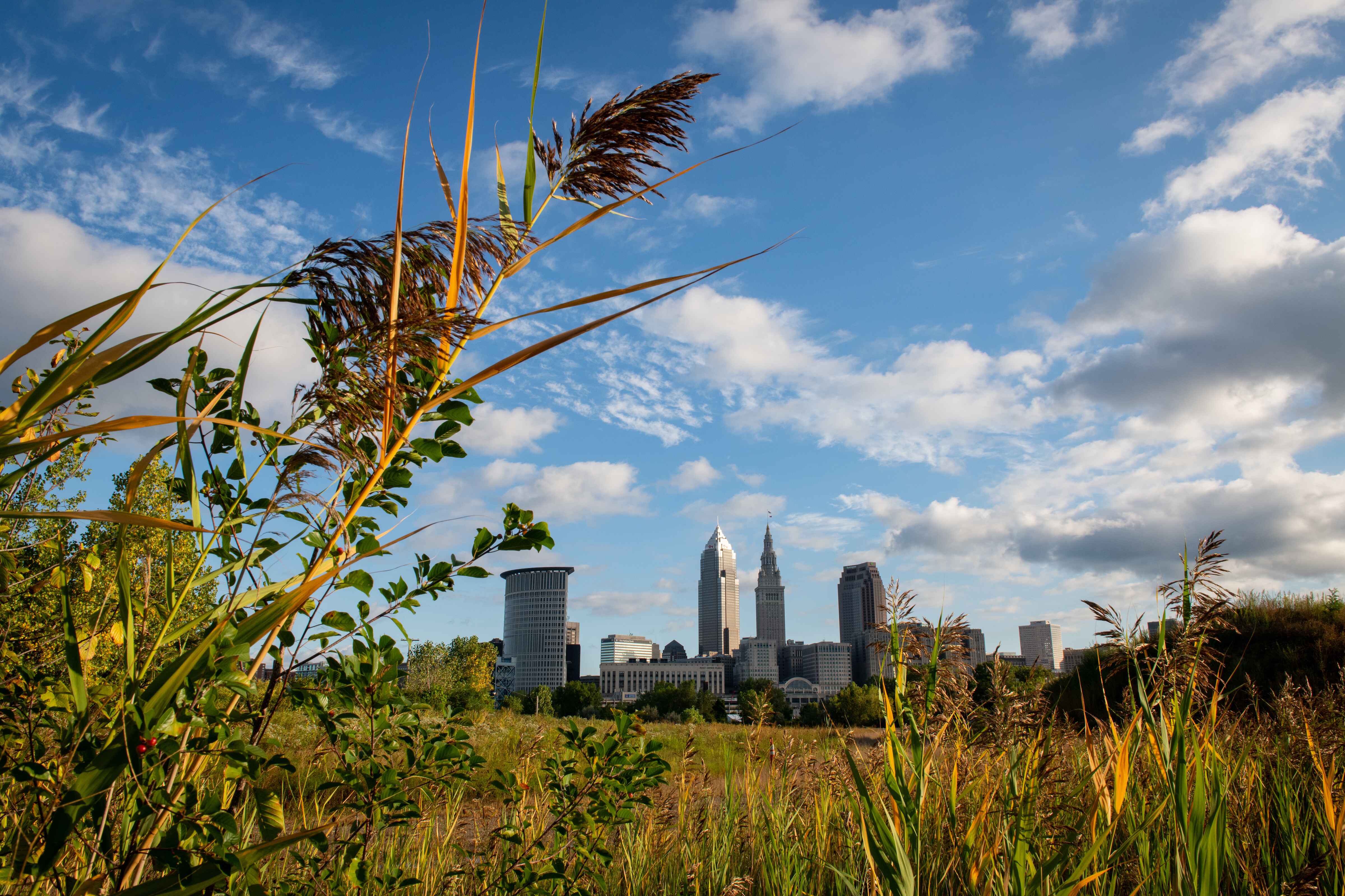 City skyline during the day from a forest 