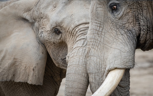 African Elephant Crossing