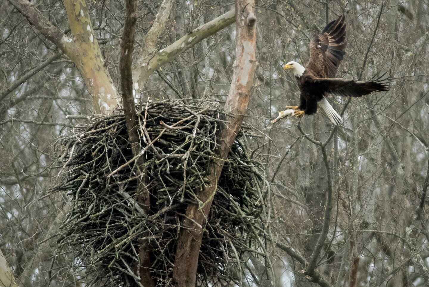 Bald eagle coming to his nest