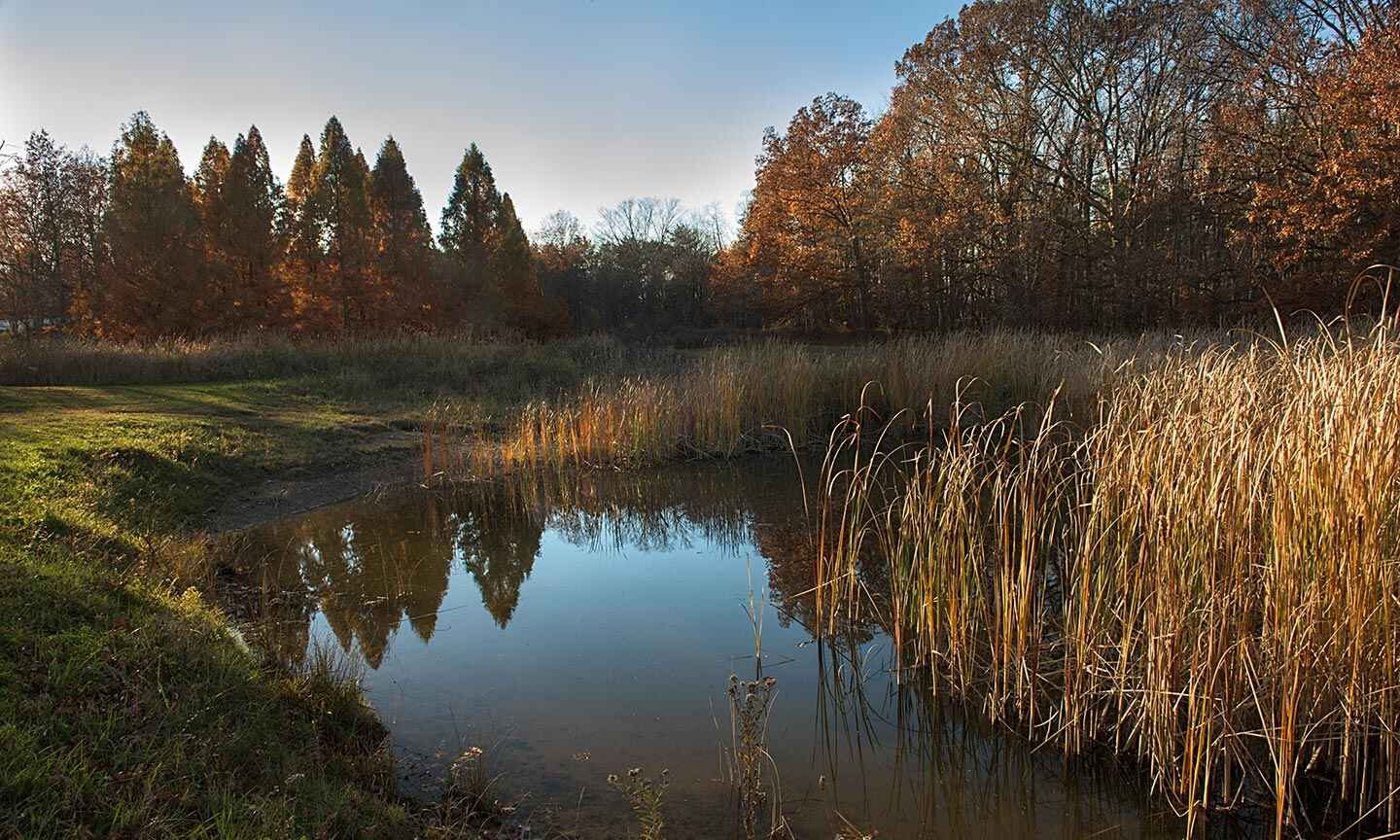 small lake with grass and trees around