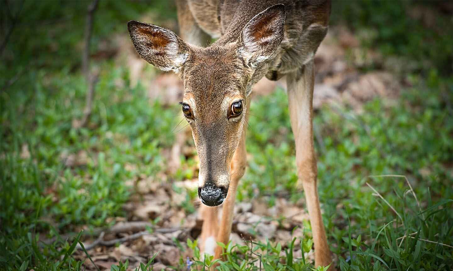 deer standing and looking at the camera