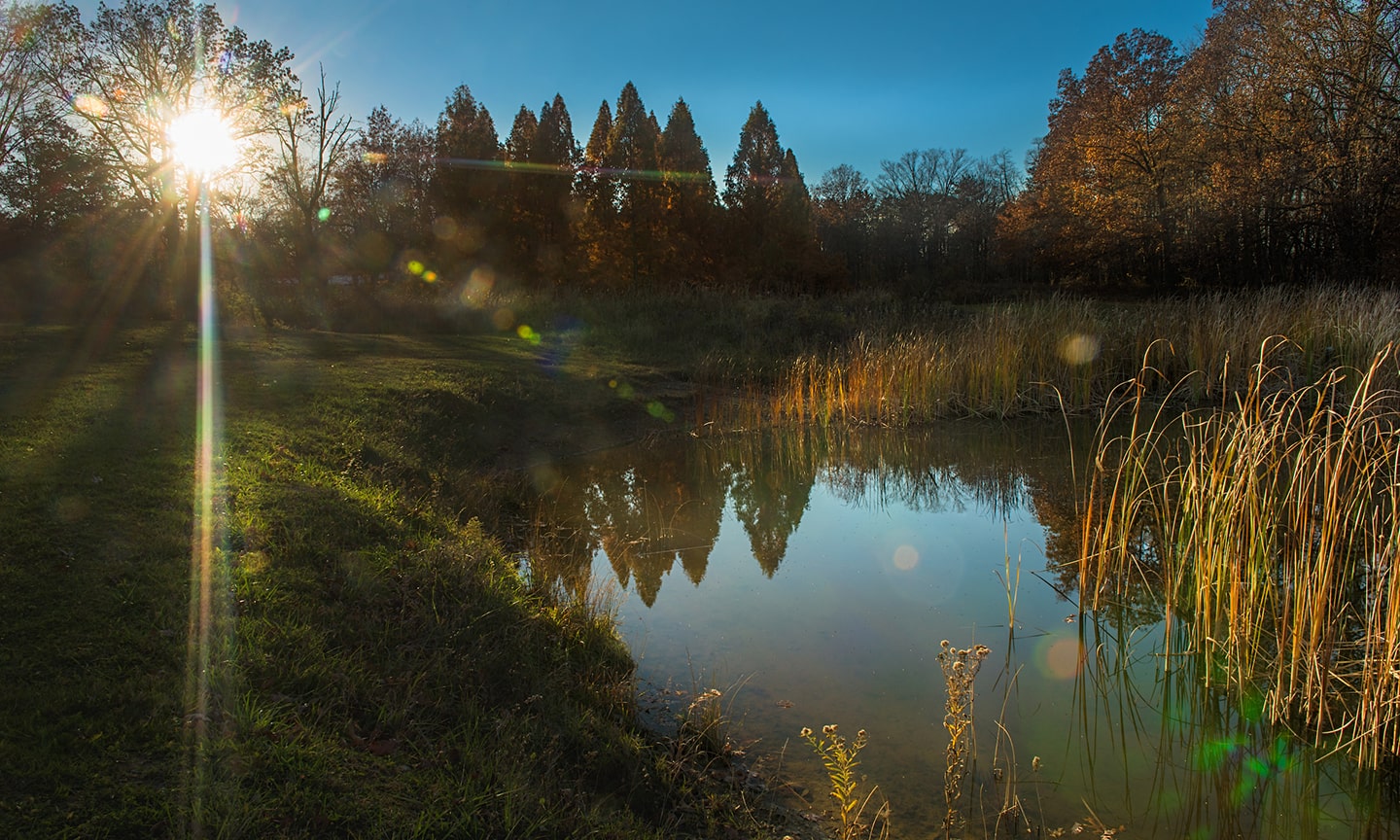 Sun shining over water and plants