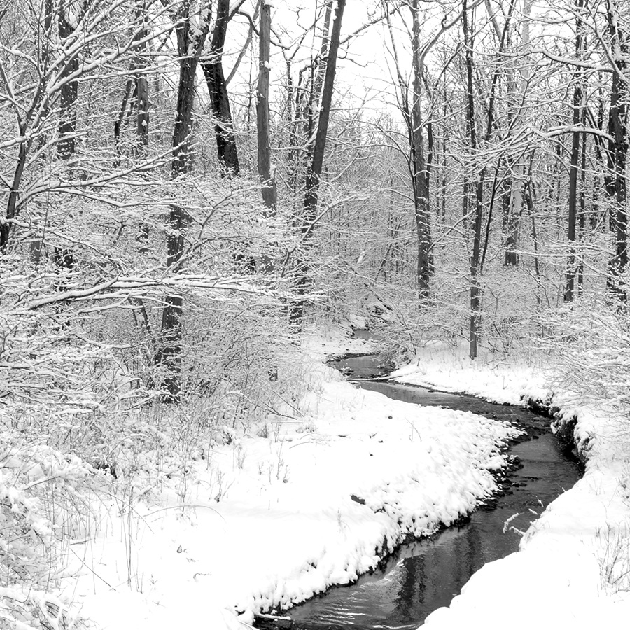 A snowy creek snaking through trees