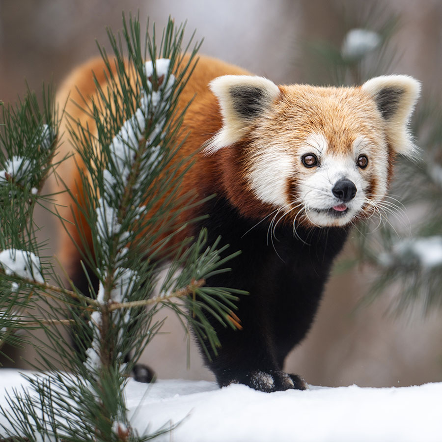 red panda in snow