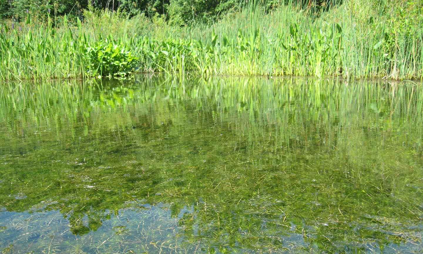 Hydrilla in the water