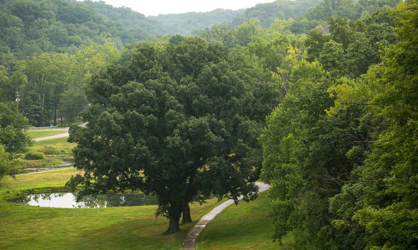 big green tree