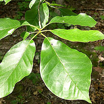 black gum tree