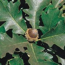 burr oak tree