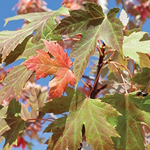 celebration maple tree