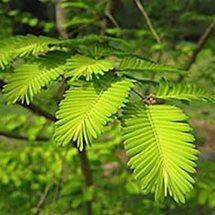 dawn redwood