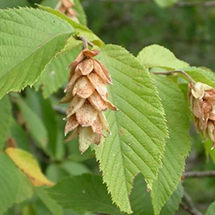 eastern hop hornbeam tree