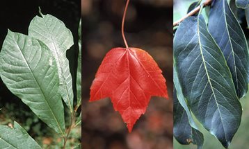 pawpaw, red maple, and persimmon trees