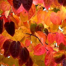 katsura tree