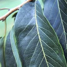 persimmon leaf