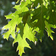 pin oak tree